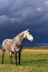 Obraz na płótnie Canvas Grey andalusian breed horse standing in a bright scenic field in summer against gloomy dark blue sky before rain. 
