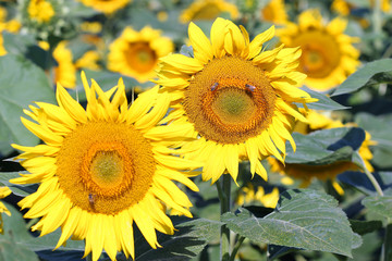 Naklejka premium field with sunflowers and bees in summer agriculture