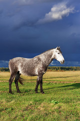 Grey andalusian breed horse standing in a bright scenic field in summer against gloomy dark blue sky before rain. 