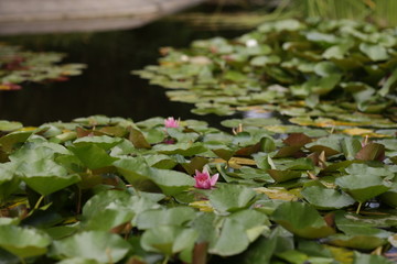 water lily in pond