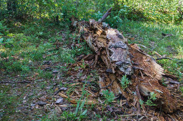 Naklejka na ściany i meble Dead tree from the beetle bark beetle in the forest.