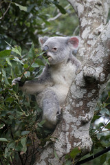 a koala in the tree