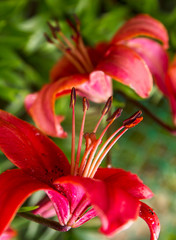 Obraz premium Pestle and stamens of a red garden lily