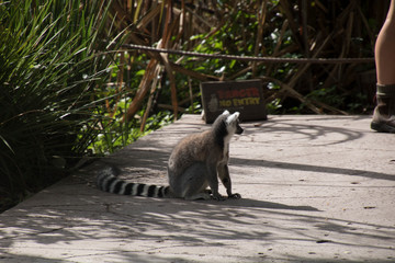 Photo of a Lemur
