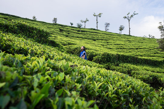 Cheerful youthful attractive ethnic female in blue traditional clothes looking away while standing on tea meadows in Haputale in Sri Lanka