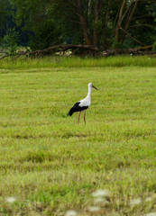 A lone stork wanders through a village field looking for food.