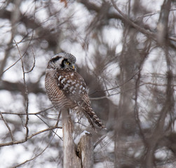 Norther Hawk Owl in Winter