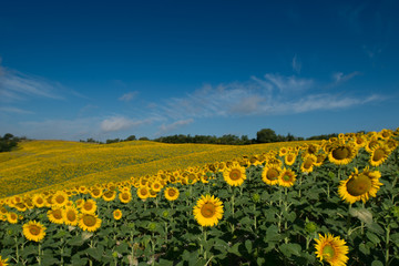 Obraz premium girasoli