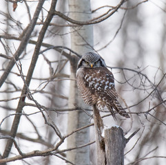 Norther Hawk Owl in Winter