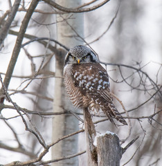 Norther Hawk Owl in Winter
