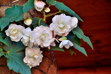Gentle flowers of white begonia in the flowerpot close up