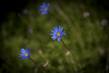 fiori