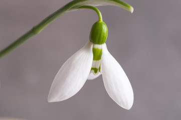 White snowdrop on a grey background,First spring flowers.Copy space