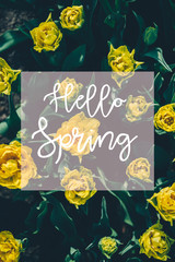 Flowerbeds of blossoming tulips