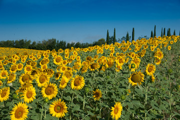 Obraz premium girasoli