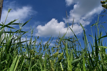 Wśr&oacute;d zb&oacute;ż