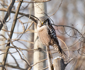 Norther Hawk Owl in Winter