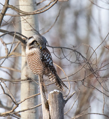 Norther Hawk Owl in Winter