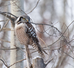 Norther Hawk Owl in Winter