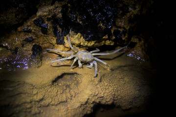 Yogyakarta, Indonesia, 09/04/2014. Sesamoides Jacobsoni is a cave biota that lives in the Karst area of Gunung Sewu. This type of crab was first discovered by Edward Jacobson in 1911.