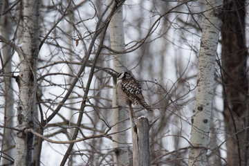 Norther Hawk Owl in Winter