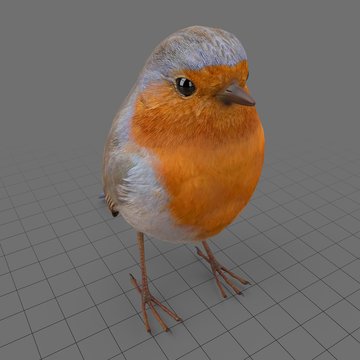 European robin