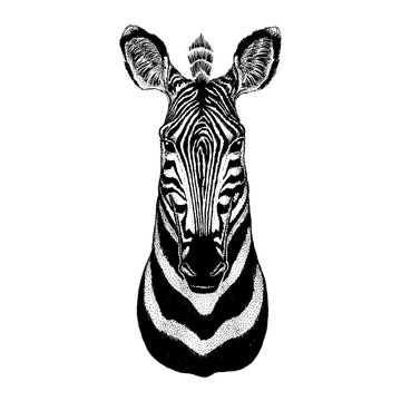 Zebra. Wild animal for tattoo, nursery poster, children tee, clothing, posters, emblem, badge, logo, patch
