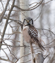 Norther Hawk Owl in Winter