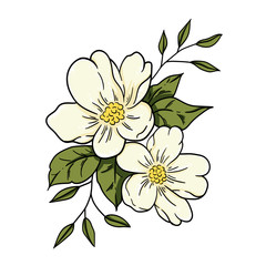 jasmine flowers illustration