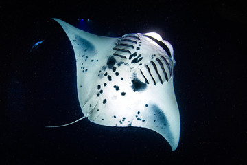Night Dive with Manta Rays in Kona, Hawaii - obrazy, fototapety, plakaty