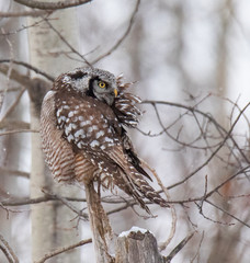 Norther Hawk Owl in Winter