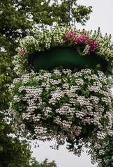 flower pot on a pillar with white geranium flowers.