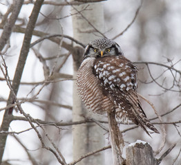 Norther Hawk Owl in Winter