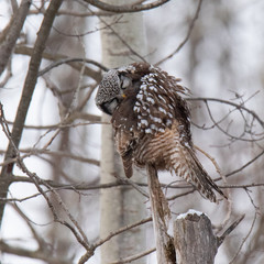 Norther Hawk Owl in Winter