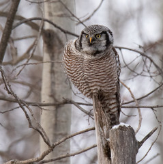 Norther Hawk Owl in Winter