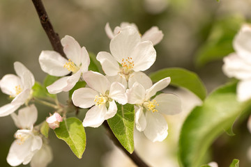 Apple tree blossom in spring in front of blurred background