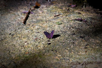 Purple Butterfly flying Isolated on background