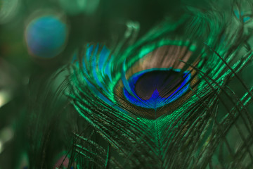 Naklejka premium Feather