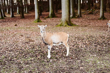 Mufflon Wildschaf im Wald