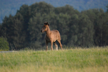 young horses in nature