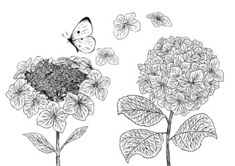Hydrangeas and butterfly