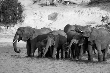 Foto op Aluminium BLACK AND WHITE ELEPHANTS © Jorge