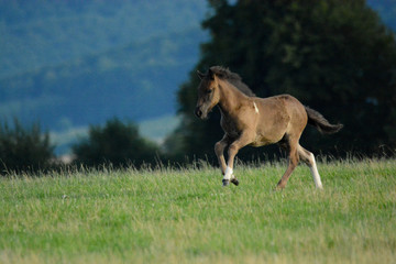Fototapeta na wymiar young horses in nature