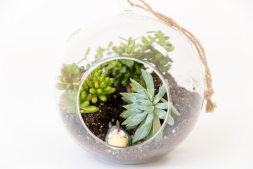 variety succulents round glass terrariums image