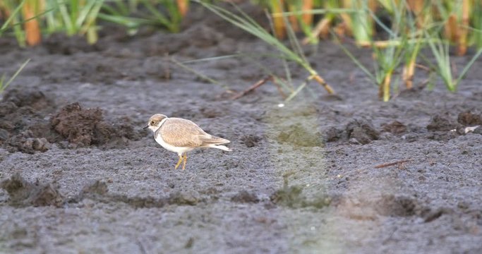 little ringed plover, Charadrius dubius, running and looking for food