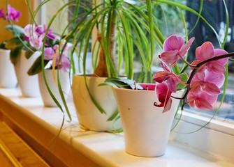 brightening up the kitchen window sill