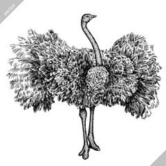 black and white engrave isolated ostrich vector illustration - obrazy, fototapety, plakaty