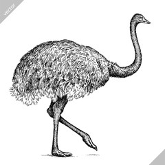 black and white engrave isolated ostrich vector illustration