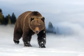 Zelfklevend Fotobehang Wild brown bear in winter time © byrdyak