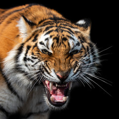 Angry tiger portrait isolated on black background